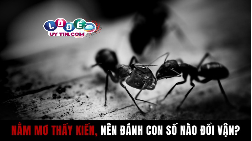 Chiêm bao mơ thấy kiến lửa có ý nghĩa gì? Đánh số đề con gì?