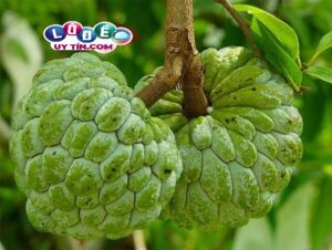 Mơ thấy quả na có điềm báo gì? Đánh con gì để trúng lớn?