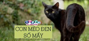 Nằm mơ thấy mèo đen đánh con gì? Là điềm báo tốt hay xấu