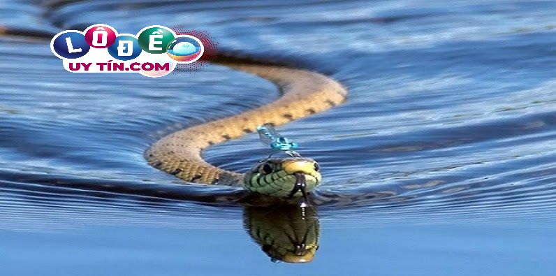 Mơ thấy rắn là điềm báo tốt hay xấu, đánh con gì?