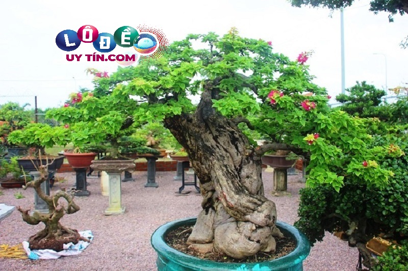 Giải mã nằm mơ thấy cây cảnh là điềm báo gì? Đánh số nào?