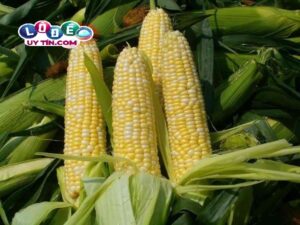 Giải mã giấc mơ thấy bắp ngô dự báo điều gì? Đánh con gì?