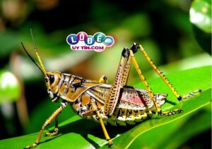 Nằm mơ thấy châu chấu đánh con gì tốt nhất? Là điềm báo gì