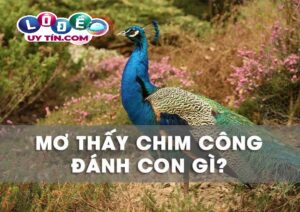 Nằm mơ thấy chim công là tốt hay xấu? Đánh con gì chuẩn nhất