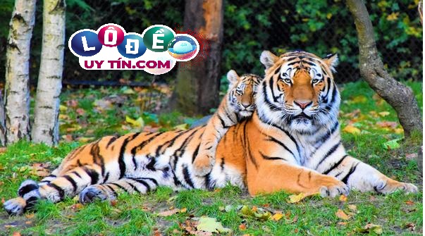 Giải mộng giấc mơ thấy hổ đánh số gì? Tìm hiểu ý nghĩa về hổ