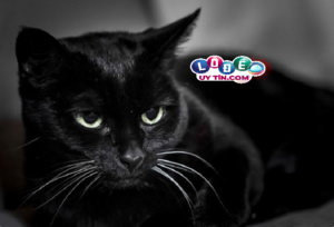 Mơ thấy mèo tốt hay xấu, đánh lô đề con gì?