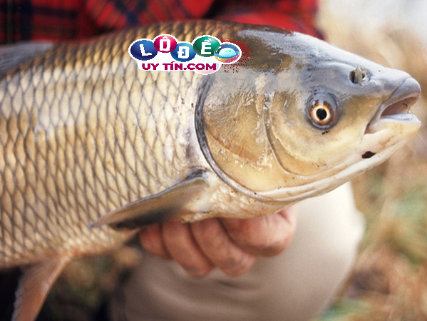 Giải mã mơ thấy cá trắm đánh con gì, là điềm gì