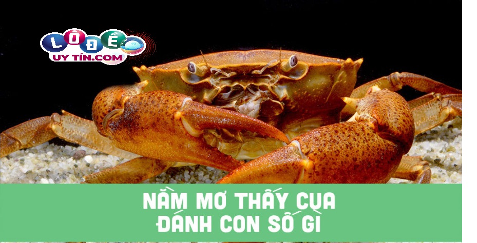Nằm mơ thấy cua đánh con gì? Ý nghĩa chiêm bao thấy con cua