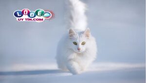 Mơ thấy mèo trắng có ý nghĩa gì, đánh con gì?