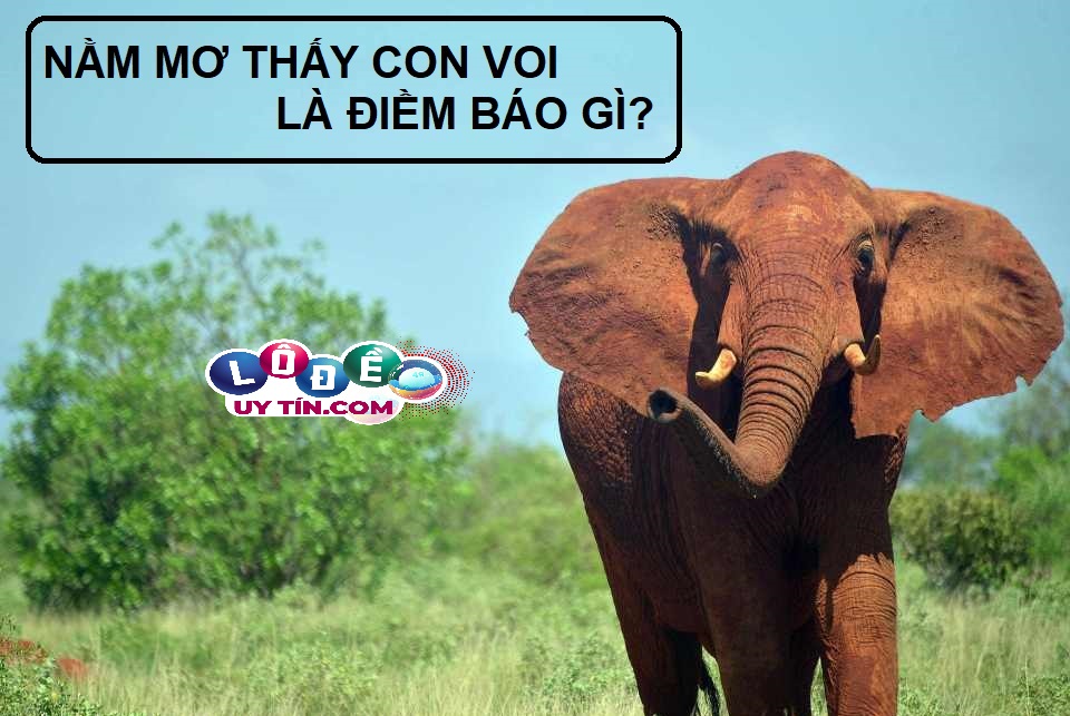 Ngủ mơ thấy voi là điềm báo gì? Chiêm bao về loài vật to lớn