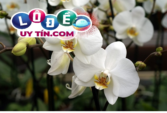 Mơ thấy hoa lan là điềm gì, đánh con số gì dễ trúng?