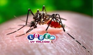 Giải đáp mơ thấy côn trùng, sâu bọ điềm gì, đánh con gì