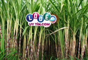 Nằm mơ thấy cây mía là điềm báo gì, đánh con gì?