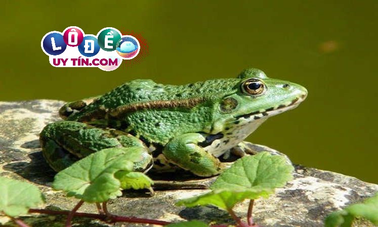 Chiêm bao mơ thấy ếch điềm lành hay dữ, đánh con gì?