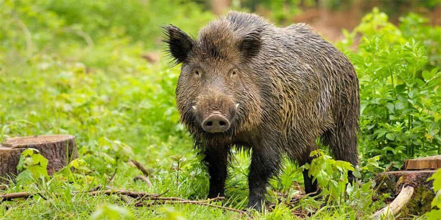 Mơ Heo Rừng Đánh Gì? Bí Mật Về Giấc Mơ Thấy Heo Rừng